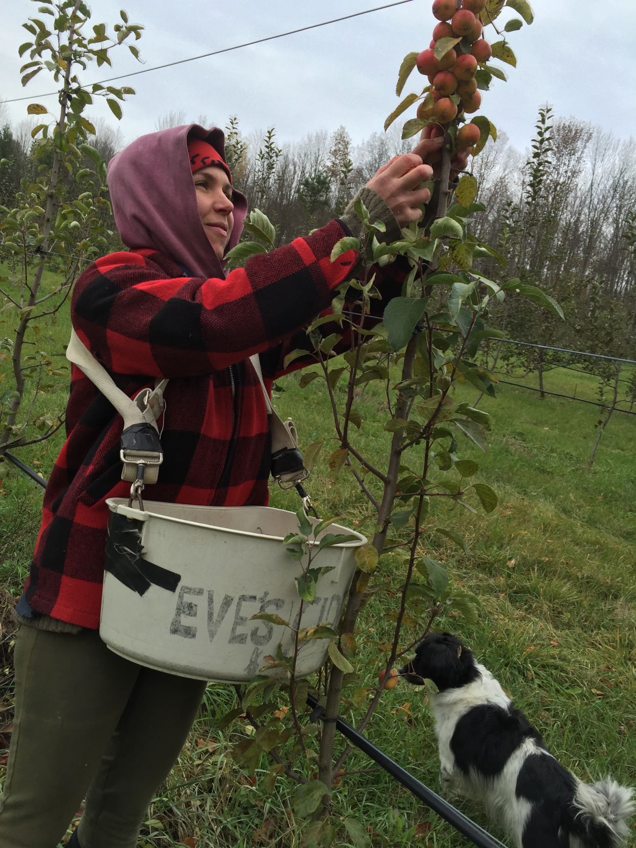 d.1. autumn picking.jpg